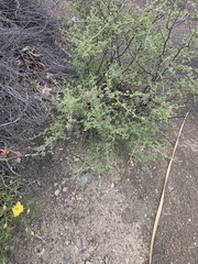 Dalea formosa, photograph (c) Cleveland Powell, some rights reserved (CC BY)
