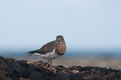 Charadrius modestus