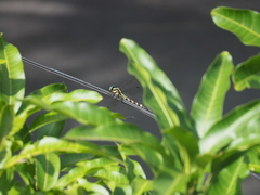 Macrogomphus parallelogramma