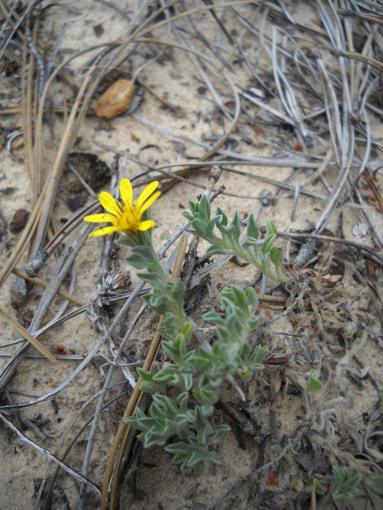 Jones' False Goldenaster (Threatened and Endangered Plant Species of ...