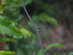 Macrogomphus parallelogramma
