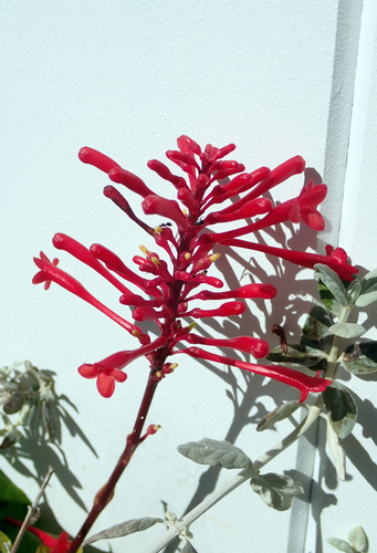 Odontonema tubaeforme