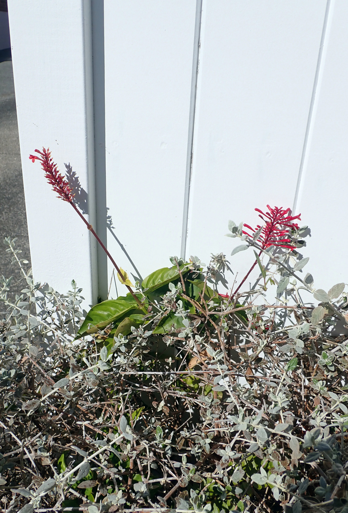 Odontonema tubaeforme, Auckland, Mt Albert, Fifth Ave