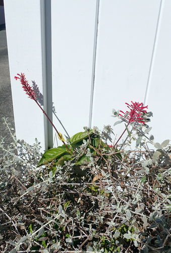 Odontonema strictum iNat (1)