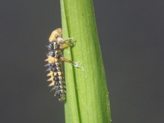 Coccinella transversalis