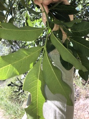 Flindersia australis