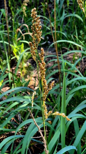 Anthoxanthum repens, photograph 4