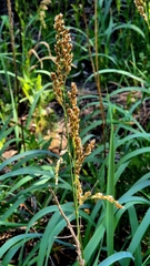 Anthoxanthum repens, photograph (c) Анна Митрошенкова, some rights reserved (CC BY)