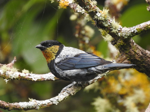 Silvery Tanager