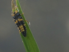 Coccinella transversalis