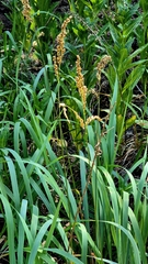 Anthoxanthum repens, photograph (c) Анна Митрошенкова, some rights reserved (CC BY)