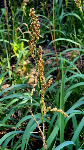 Anthoxanthum repens, photograph 6