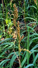 Anthoxanthum repens, photograph (c) Анна Митрошенкова, some rights reserved (CC BY)