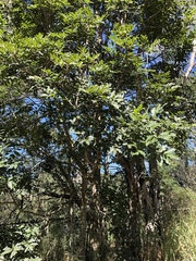 Flindersia australis