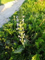 Salvia verbenaca