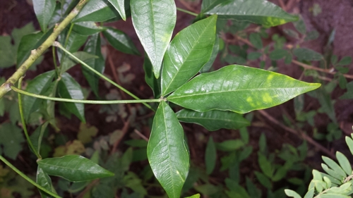 Crotalaria pervillei image