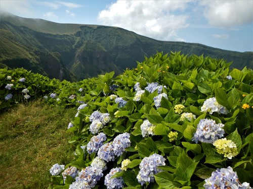 Hydrangea macrophylla