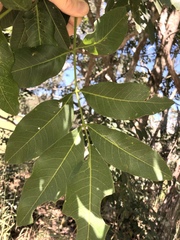 Flindersia australis