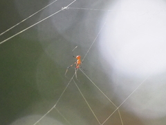 Argyrodes flavescens