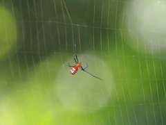 Argyrodes flavescens