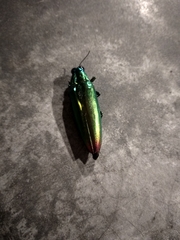Chrysochroa fulminans