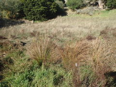 Juncus usitatus