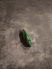 Chrysochroa fulminans