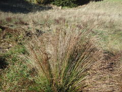 Juncus usitatus