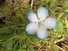 Nemophila menziesii menziesii