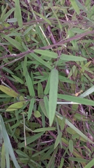 Clitoria heterophylla image