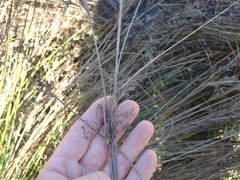 Juncus usitatus
