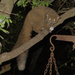 Small-eared Greater Galago - Photo (c) seasav, some rights reserved (CC BY-NC-ND), uploaded by seasav