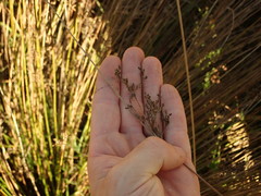 Juncus usitatus