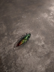 Chrysochroa fulminans