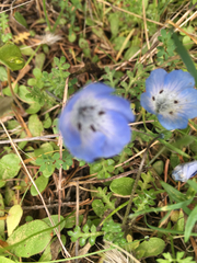 Nemophila menziesii menziesii