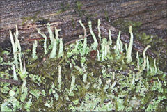 Cladonia rigida