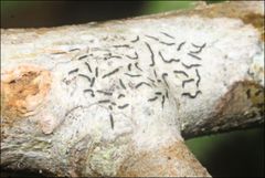 Halegrapha mucronata