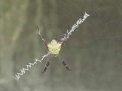 Argiope appensa