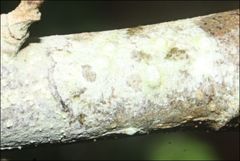 Pertusaria pertractata