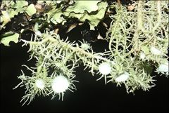 Usnea scabrida