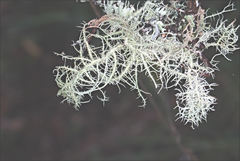 Usnea inermis