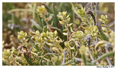 Lepidium dictyotum