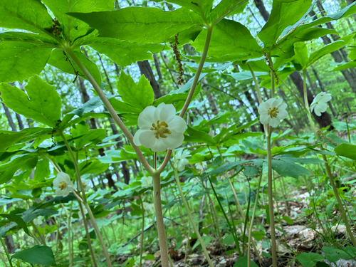 mayapple
