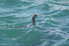 Phalacrocorax punctatus oliveri