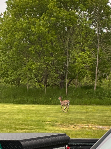 White-tailed Deer