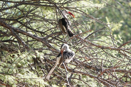 Damara Red-billed Hornbill