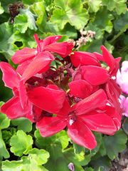 Pelargonium × hybridum