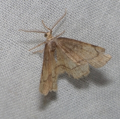 Stegania trimaculata