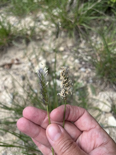Sesleria alba, photograph 5