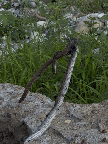 Great Plains Ratsnake